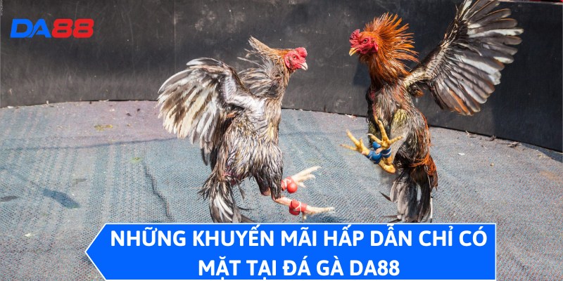 Những khuyến mãi hấp dẫn chỉ có mặt tại đá gà DA88